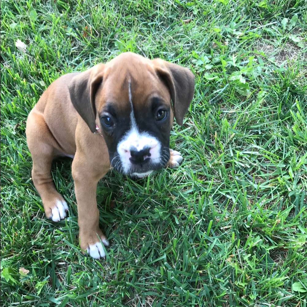 Meet your Posher, Lacey